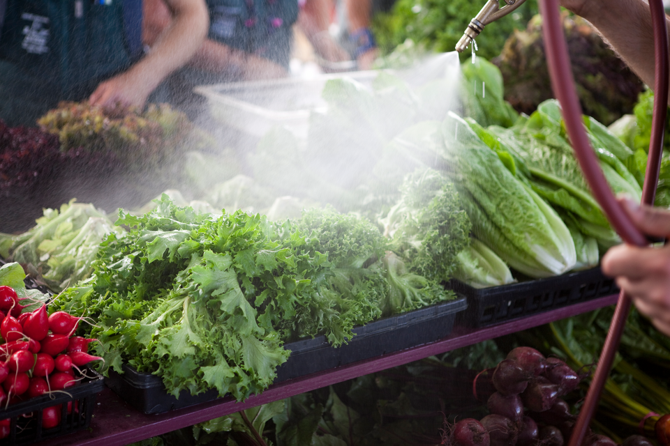 COLOUR-IMAGE_washing-lettuce_June26